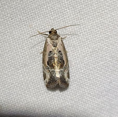 Elaphria venustula  - Thomas Lux