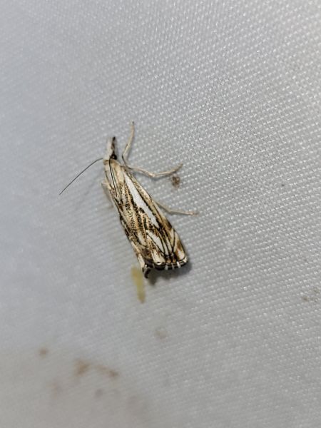 Catoptria falsella  - Thomas Lux