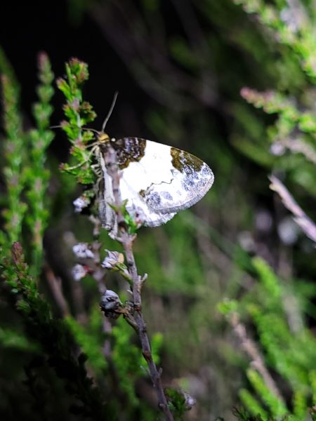 Mesoleuca albicillata  - Thomas Lux