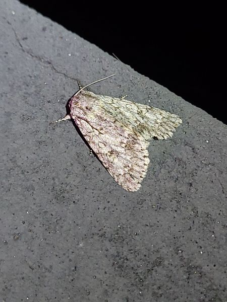 Acronicta aceris  - Thomas Lux