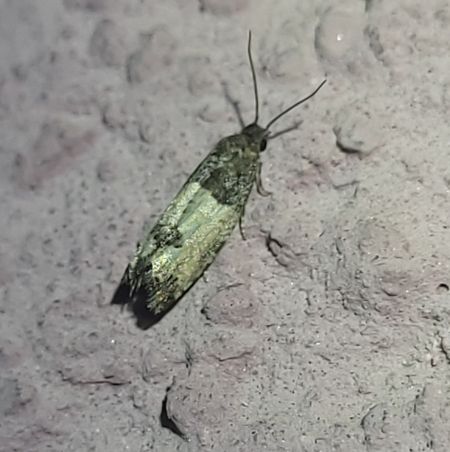 Spilonota ocellana  - Thomas Lux