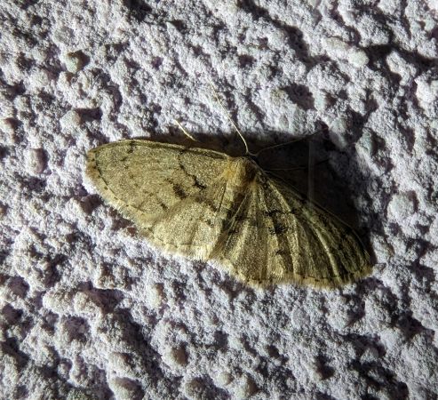 Idaea laevigata 
