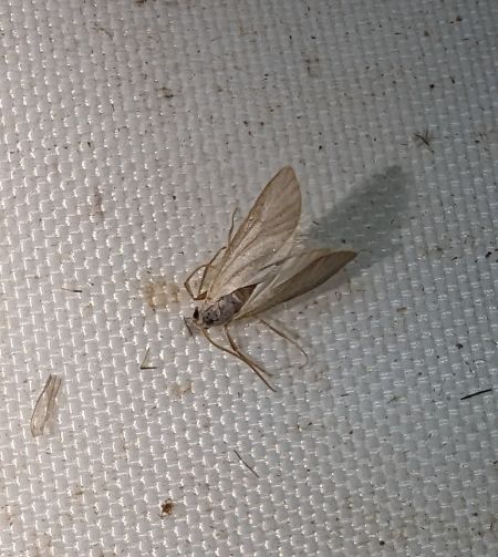 Acentria ephemerella 