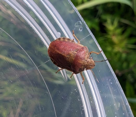 Eurygaster testudinaria 
