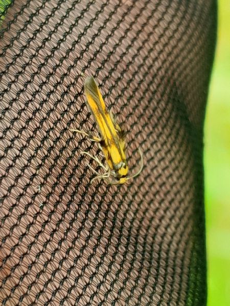 Stathmopoda pedella  - Sylvain Lethuillier