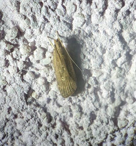 Helcystogramma triannulella 
