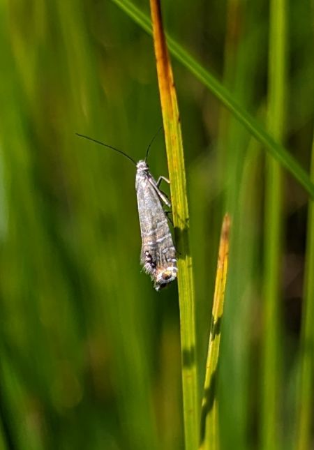 Glyphipterix thrasonella 