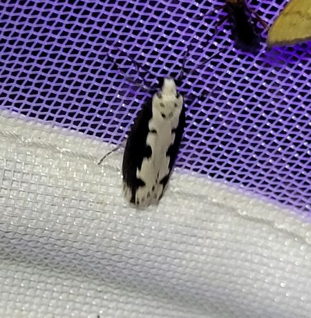 Ethmia bipunctella  - Thomas Lux