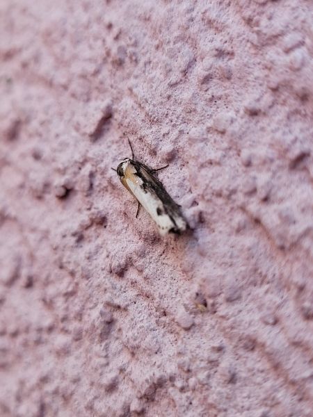Ethmia bipunctella  - Thomas Lux