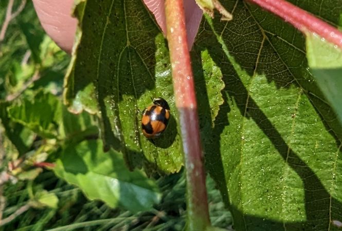 Coccinella hieroglyphica 
