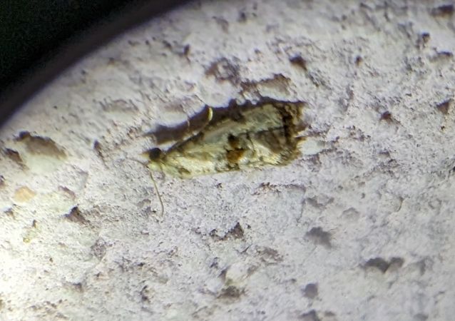 Cochylis hybridella 