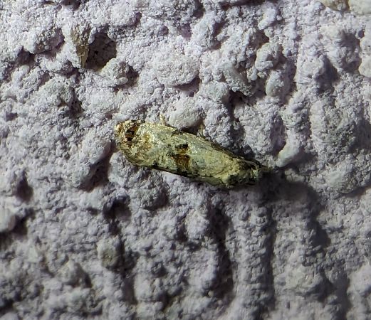 Cochylis hybridella 