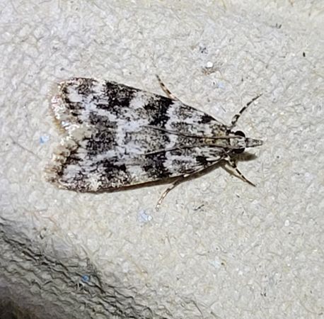 Eudonia delunella  - Thomas Lux