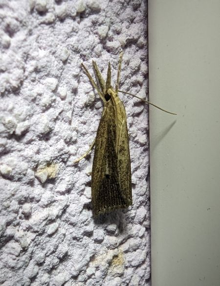 Chilo phragmitella 