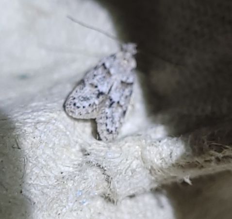 Symmoca signatella  - Thomas Lux