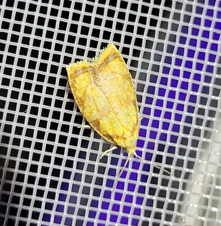 Acleris bergmanniana  - Thomas Lux