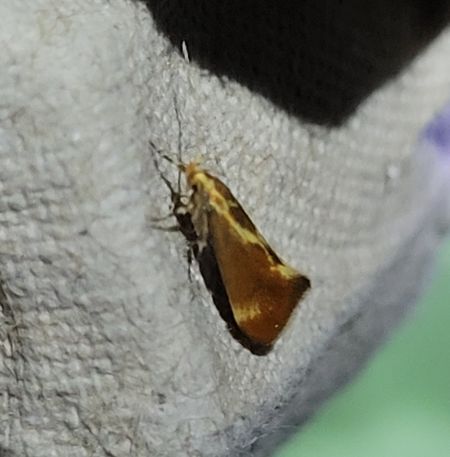 Harpella forficella  - Thomas Lux