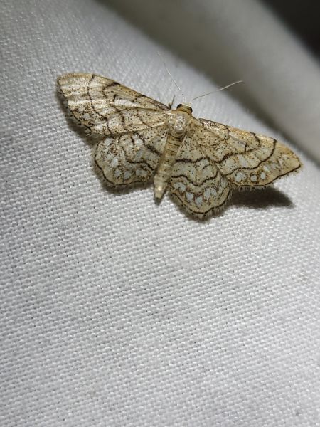Idaea moniliata  - Thomas Lux