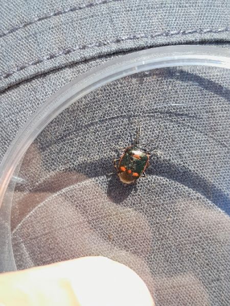 Eurydema oleracea  - Sylvain Lethuillier
