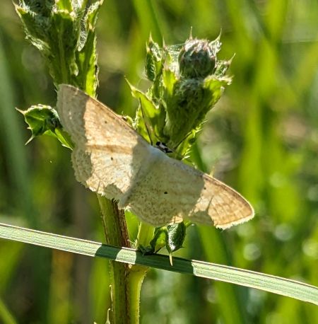 Scopula immutata 