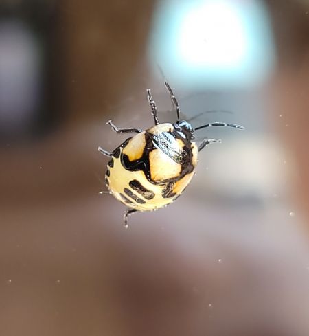 Tritomegas bicolor  - Thomas Lux
