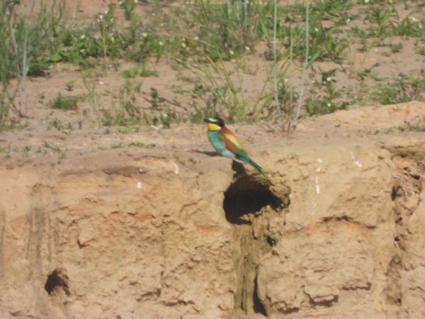 European Bee-eater  - Adam Olszewski