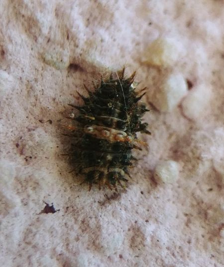 Coccinelle des bruyères 