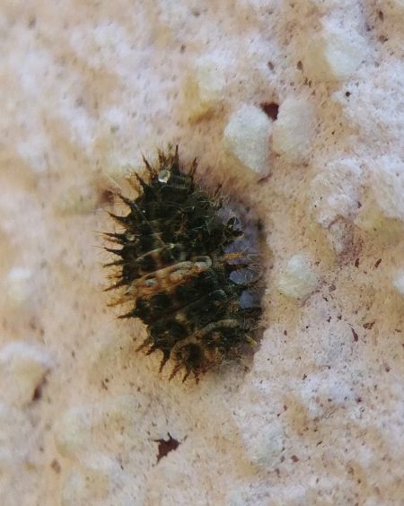 Coccinelle des bruyères 