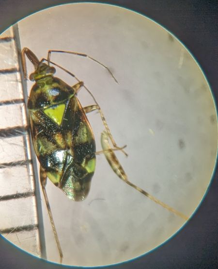 Liocoris tripustulatus 