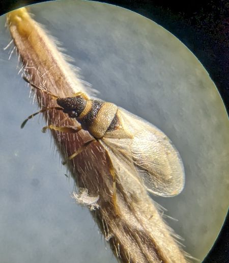 Oxycarenus pallens 