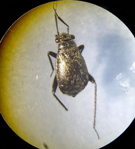 Orthocephalus coriaceus 