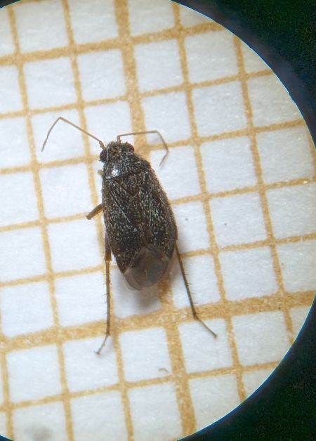 Phoenicocoris obscurellus 
