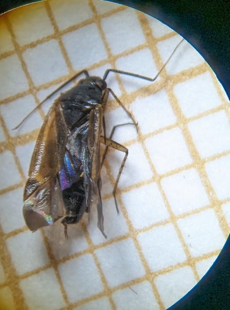 Plagiognathus arbustorum 