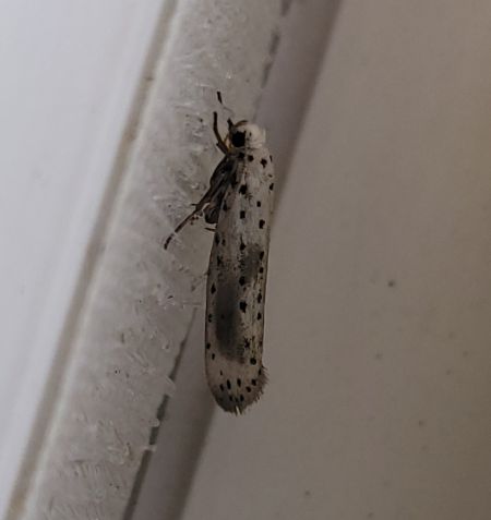 Yponomeuta irrorella  - Thomas Lux