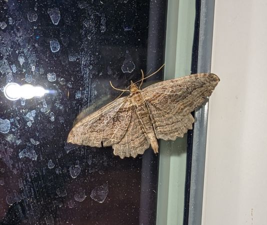 Philereme transversata 