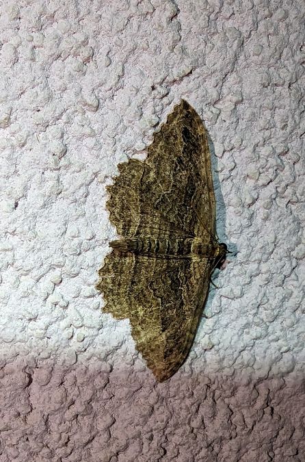 Philereme transversata 