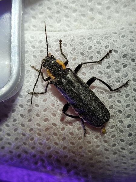 Cantharis obscura  - Thomas Lux