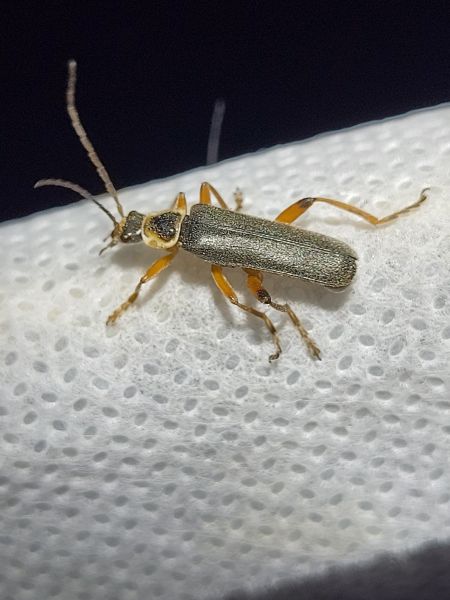 Cantharis nigricans  - Thomas Lux