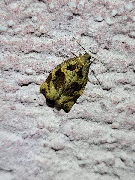 Archips crataegana  - Thomas Lux