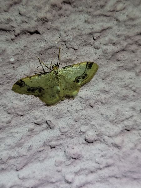 Idaea trigeminata  - Thomas Lux