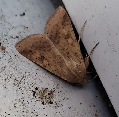 Helicoverpa armigera  - Thomas Lux