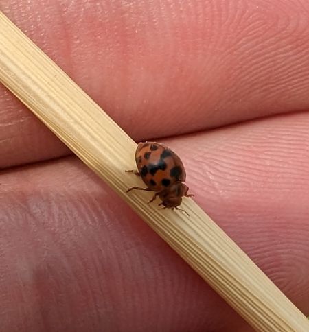 Coccinelle à 24 points 