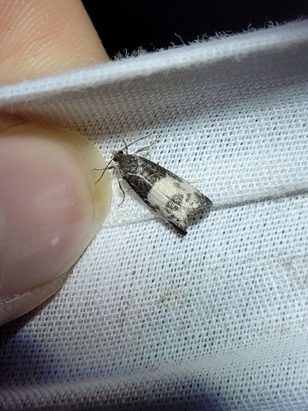 Notocelia cynosbatella  - Thomas Lux