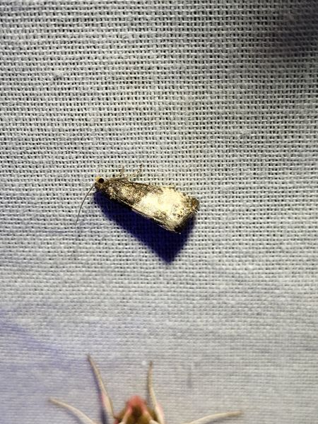 Notocelia cynosbatella  - Thomas Lux