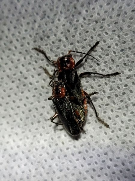 Cantharis rustica  - Thomas Lux