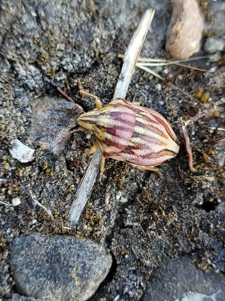 Odontotarsus purpureolineatus  - Thomas Lux