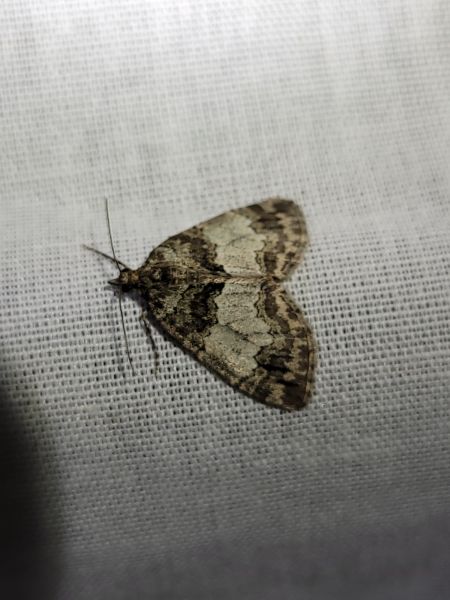 Hydriomena impluviata  - Thomas Lux