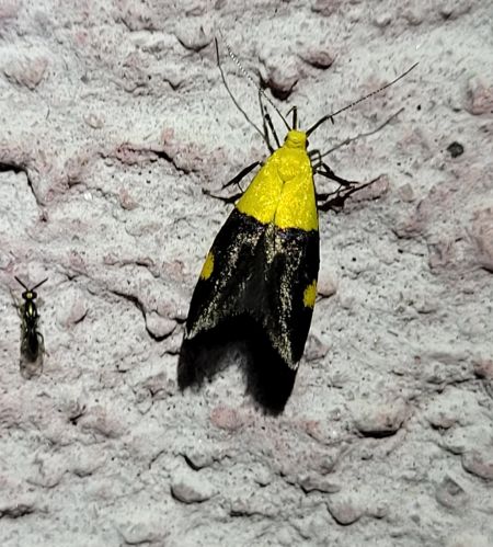 Oecophora bractella  - Thomas Lux