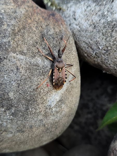 Rhynocoris erythropus  - Thomas Lux