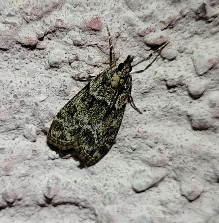 Eudonia mercurella  - Thomas Lux